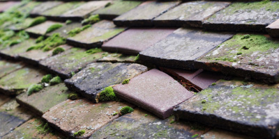 Leaves Green roof repair costs